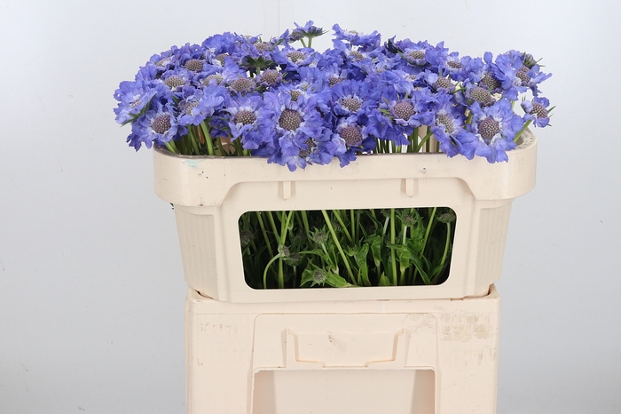 <h4>Scabiosa Stafa Blauw</h4>
