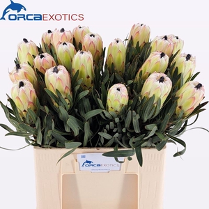 Protea White Night