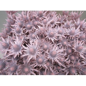 Eryn Orion Licht Rose L50