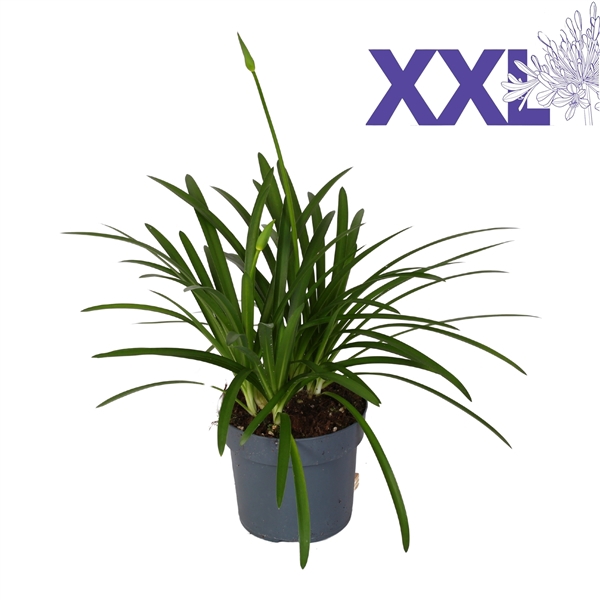 <h4>Agapanthus pot 23 blauw Eydori grootbloemig knop in gewas</h4>
