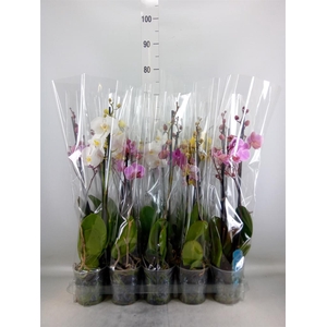 Phalaenopsis   ...mix  5