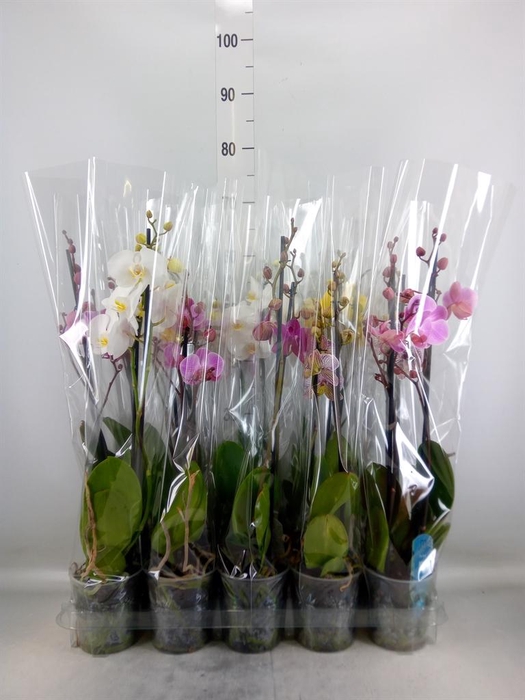 <h4>Phalaenopsis   ...mix  5</h4>