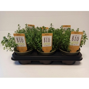 Tijm Citroen P12 HERBIO steker