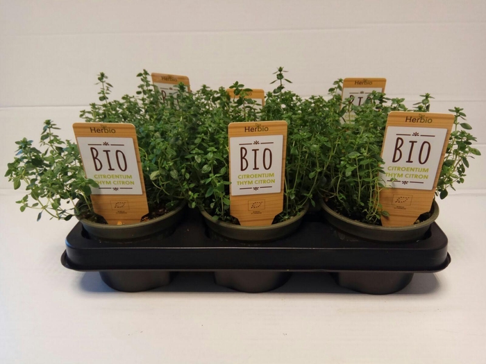 <h4>Tijm Citroen P12 HERBIO steker</h4>