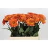 Dahlia Dr Phil