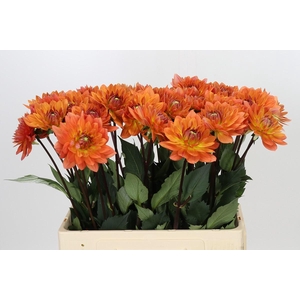 Dahlia Dr Phil