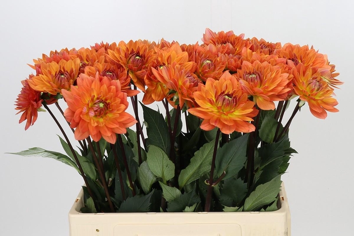 <h4>Dahlia Dr Phil</h4>