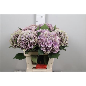 Hydr Cl M Royal Love Bl
