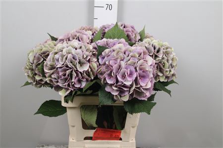 <h4>Hydr Cl M Royal Love Bl</h4>