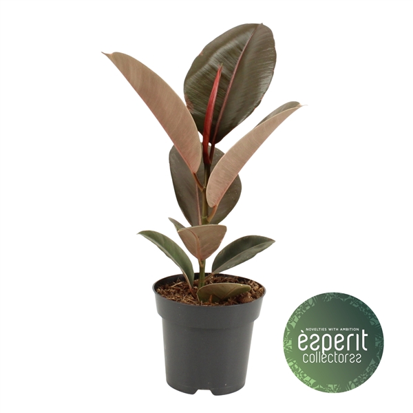 <h4>Ficus elastica Pink Camouflage®</h4>