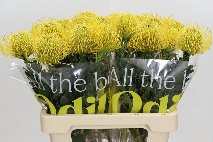 <h4>Nutans High Gold</h4>