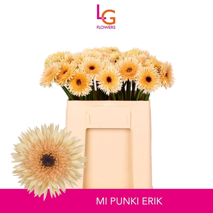 <h4>GERMINI PUNKI ERIK</h4>