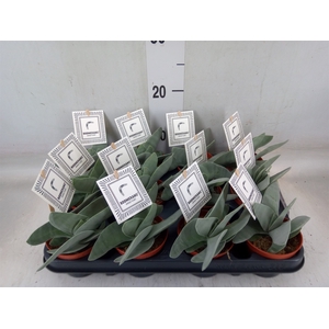 Crassula  'Boomerang'