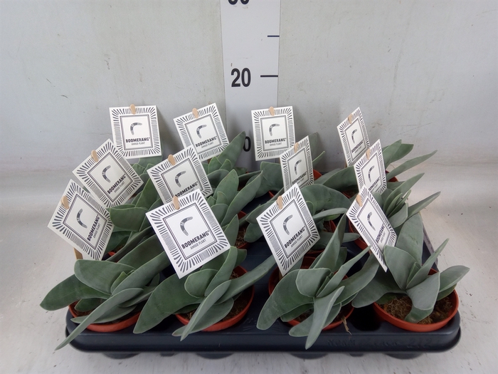 <h4>Crassula  'Boomerang'</h4>