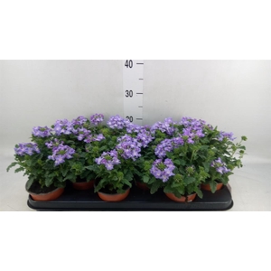 Verbena  'Lascar Lavender'