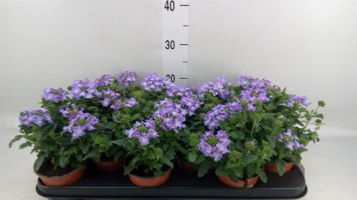 <h4>Verbena  'Lascar Lavender'</h4>