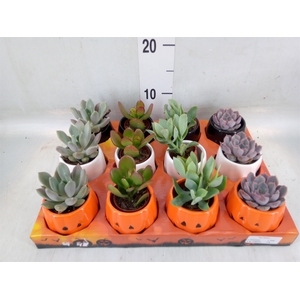 Succulents   ...