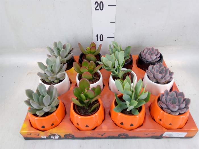 <h4>Succulents   ...</h4>