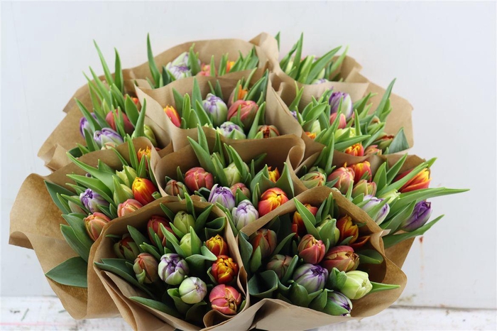 <h4>Tu Du Gemengd</h4>