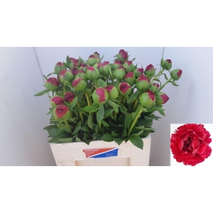 PAEO COM PERFORMANCE