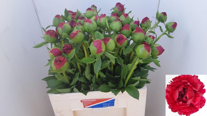 <h4>PAEO COM PERFORMANCE</h4>