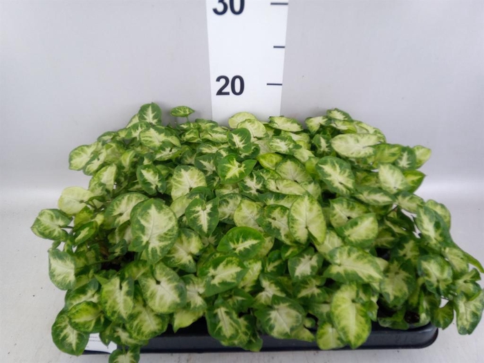<h4>Syngonium  'Pixie'</h4>