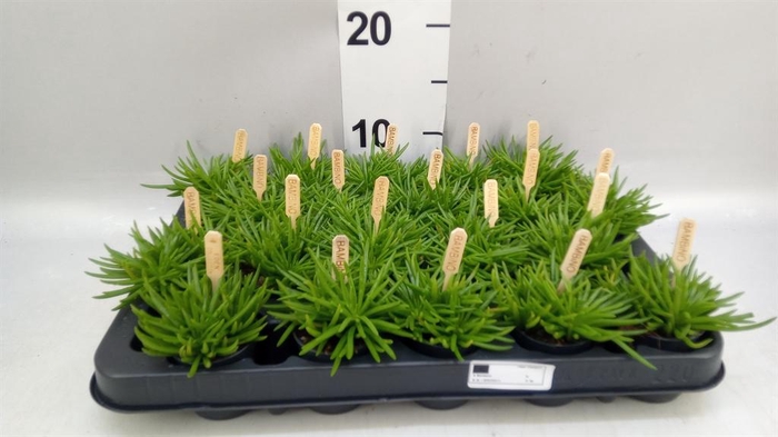 <h4>Senecio archeri 'Himalaya'</h4>