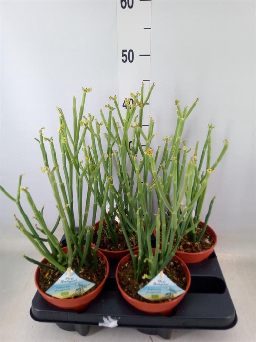 <h4>Euphorbia ...</h4>