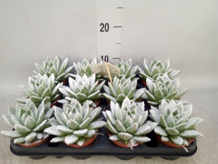 <h4>Echeveria  'Miranda'</h4>