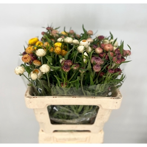 Helichrysum Mix