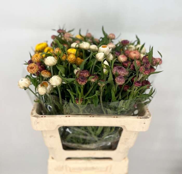 <h4>Helichrysum Mix</h4>