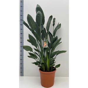 Strelitzia reginae 30cm pot
