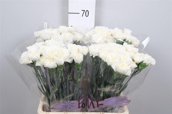 <h4>Di St Everest</h4>