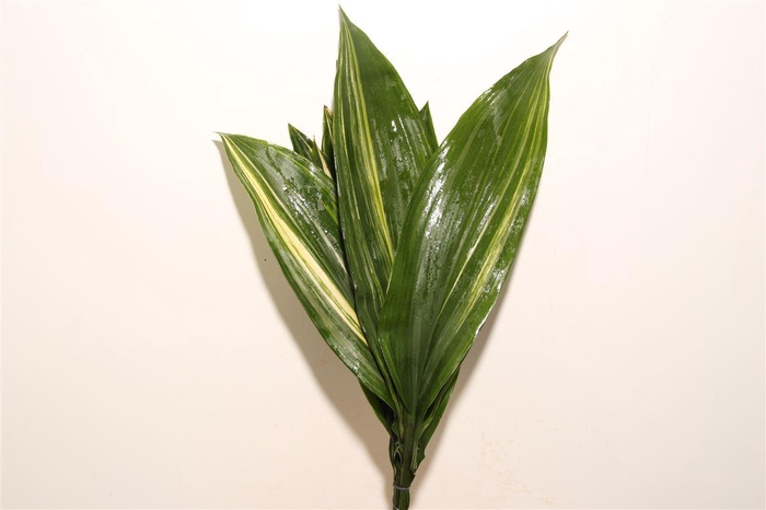 Aspidistra Copper