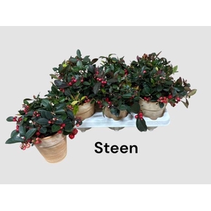 GAULTH PROCUMBENS