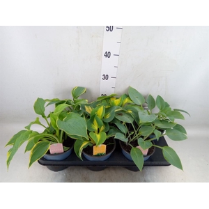 Hosta   ...