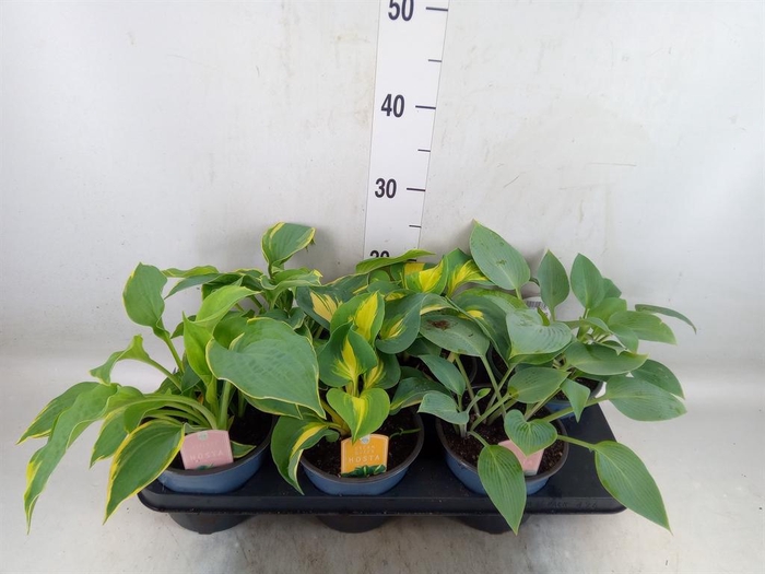 <h4>Hosta   ...</h4>