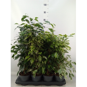 Ficus benja.   ...mix