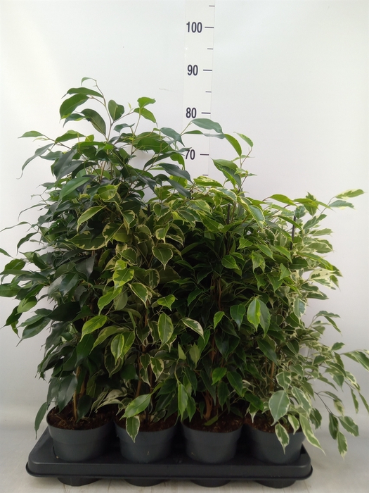 <h4>Ficus benja.   ...mix</h4>