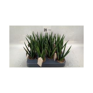 Sansevieria cyl.  ...