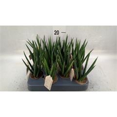 <h4>Sansevieria cyl.  ...</h4>