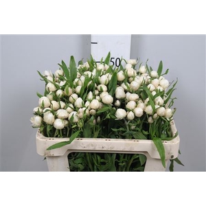Helichrysum White