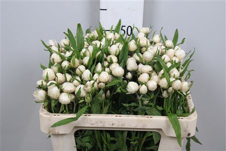 <h4>Helichrysum White</h4>