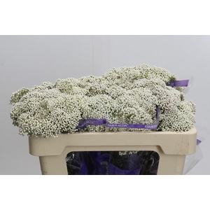 Ozothamnus Cooks Snow White