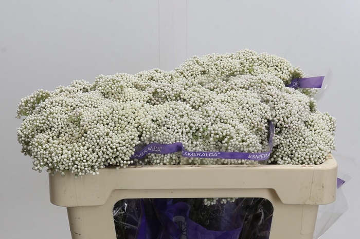 <h4>Ozothamnus Cooks Snow White</h4>