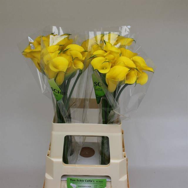 <h4>Zantedeschia monte carlo</h4>