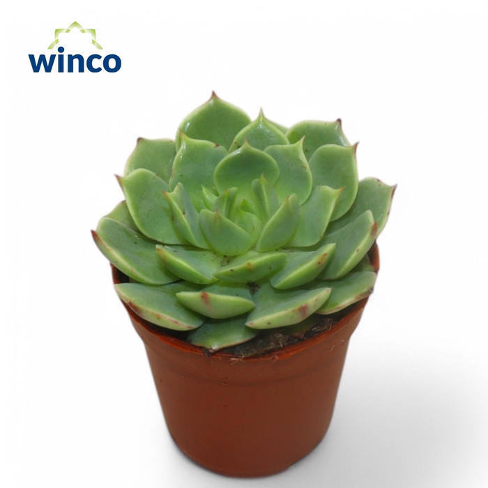 <h4>Echeveria Ramilette</h4>