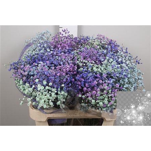 Gyps Rb Light Pink Light Purple