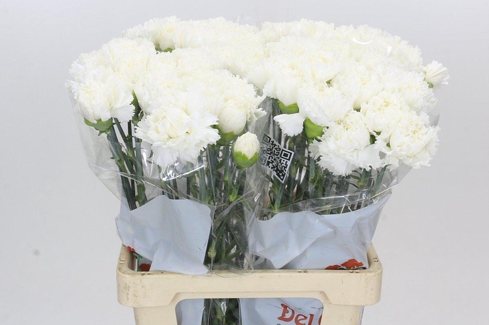 <h4>Dianthus St Holly</h4>