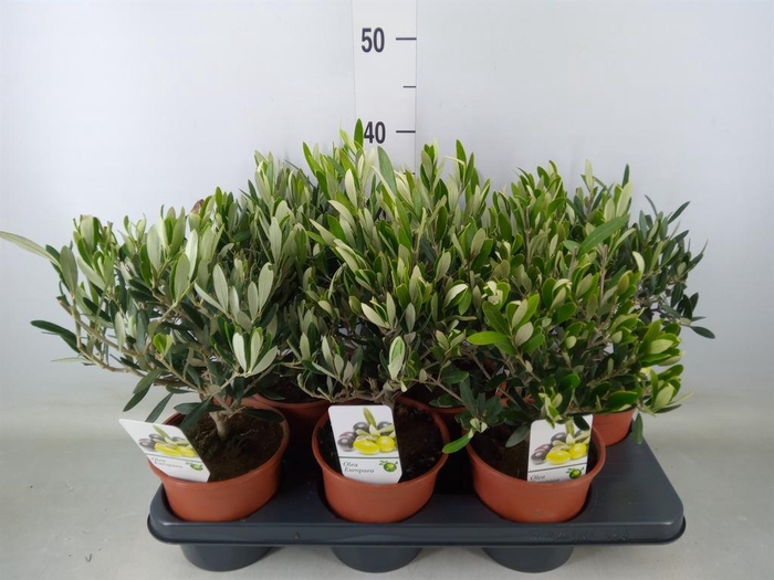 <h4>Olea europaea</h4>